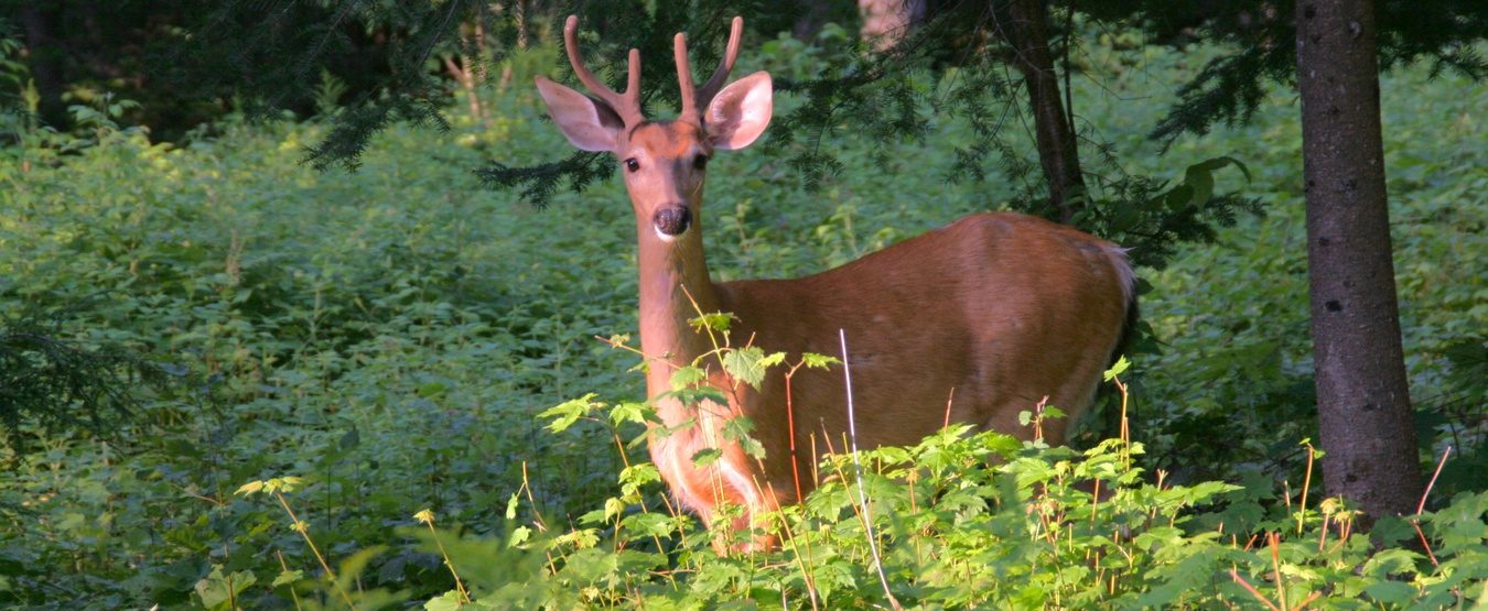 Deer in front of the family home, 2010